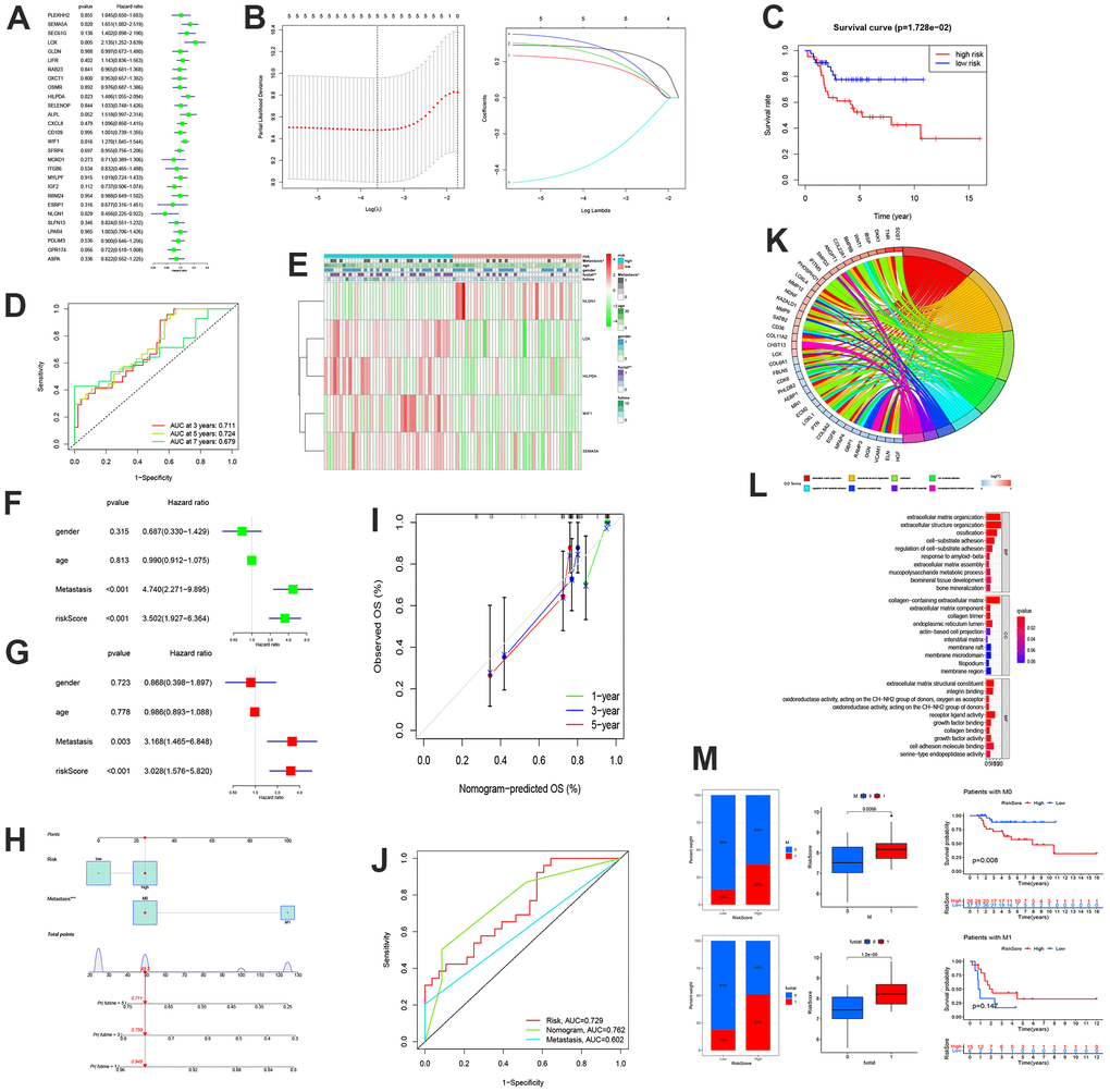 The construction of MRSs and enrichment analysis. (A) Forest plot of the univariate Cox regression analysis for MRGs. (B) LASSO regression and stepwise multivariate Cox regression were used to construct the five-MRG signature. (C) Kaplan-Meier survival analysis of patients. (D) ROC curve analysis of the five-MRG signature. (E) Expression patterns of MRSs in high-and low-risk groups. (F, G) Forrest plot of the independent prognostic factors in OS. (H–J) Nomogram for predicting the 1-, 3-, and 5-years OS of osteosarcoma patients. (I) Calibration curves for validating the established nomogram. (J) The ROC curves of the nomograms compared for 1-, 3-, and 5-years OS in osteosarcoma patients, respectively. (K, L) Circle plot through Gene Ontology (GO) analysis visualizing the biological processes enriched by DEGs. (L) GO analysis of differentially expressed genes between the high- and low-risk groups. (M) Differences in risk scores between distinct survival status and the proportion of survival status of patients.