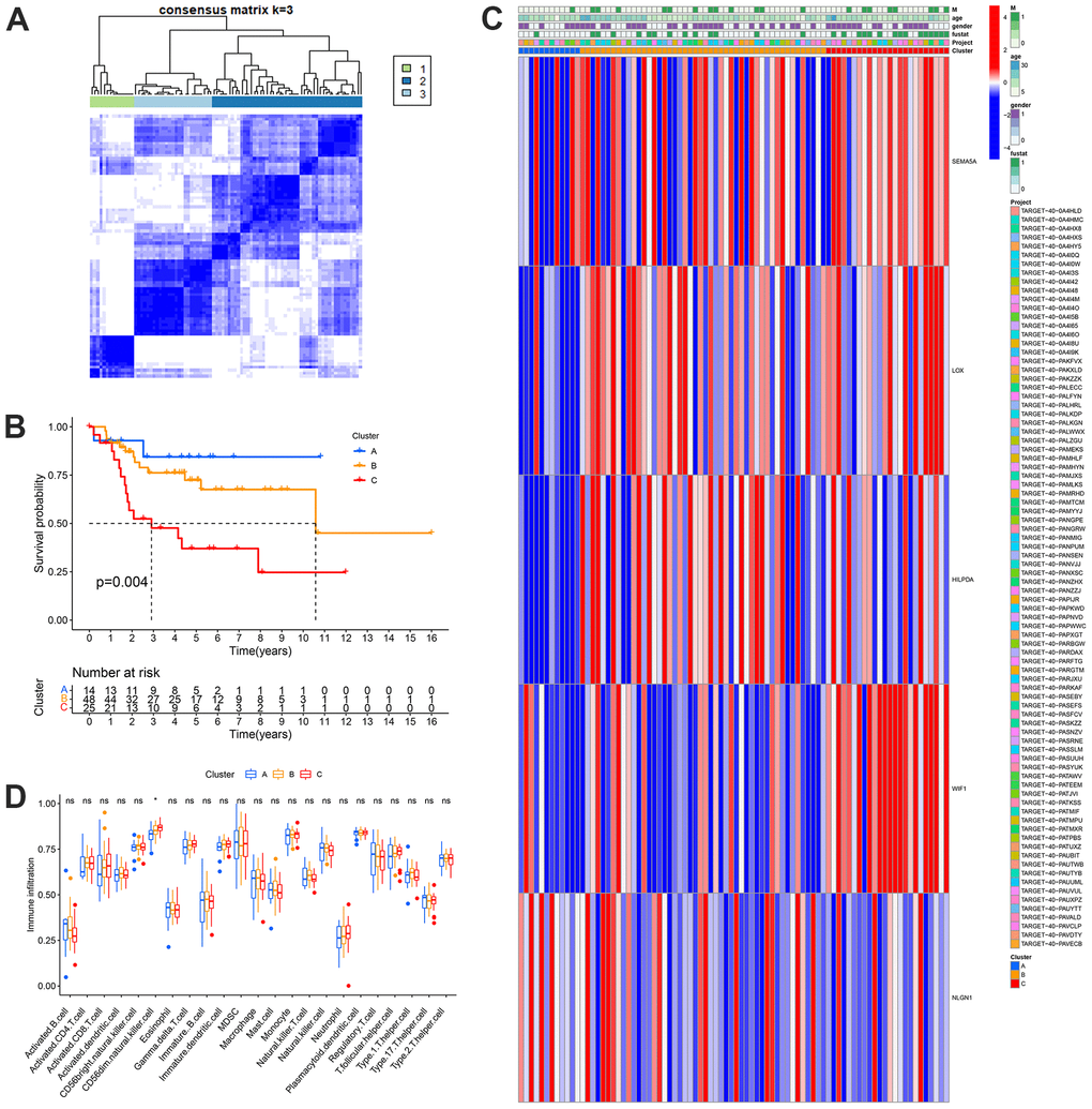 Identification of metastasis subtypes in OS. (A) t-SNE of the mRNA expression profiles of MRGs from the OS samples in the TARGET dataset confirmed the three clusters: A, B and C. (B) Kaplan-Meier curves for the three molecular patterns of OS patients. (C) Heatmap depicted the correlation between the subtypes and different clinicopathological characteristics. (D) Boxplots showed abundance of 23 infiltrating immune cell types.