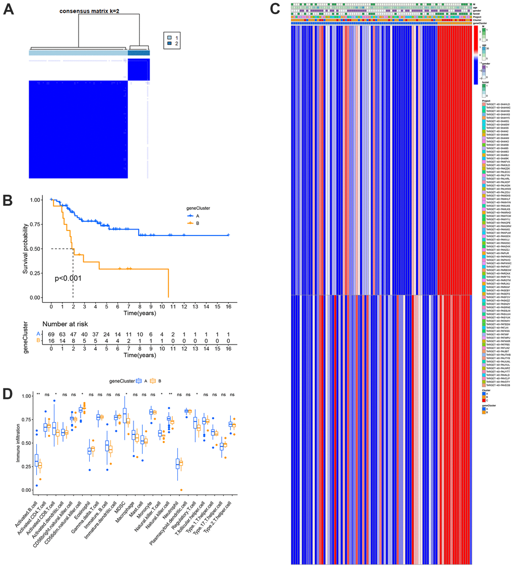 Prognosis and TME characteristics in two metastasis gene clusters for OS patients. (A) Consensus matrix heatmap defining two gene clusters according to the prognostic DEGs. (B) Kaplan-Meier survival analysis for patients in the two gene clusters. (C) Clinical features of the two gene clusters. (D) Boxplots showed abundance of 23 infiltrating immune cell types.