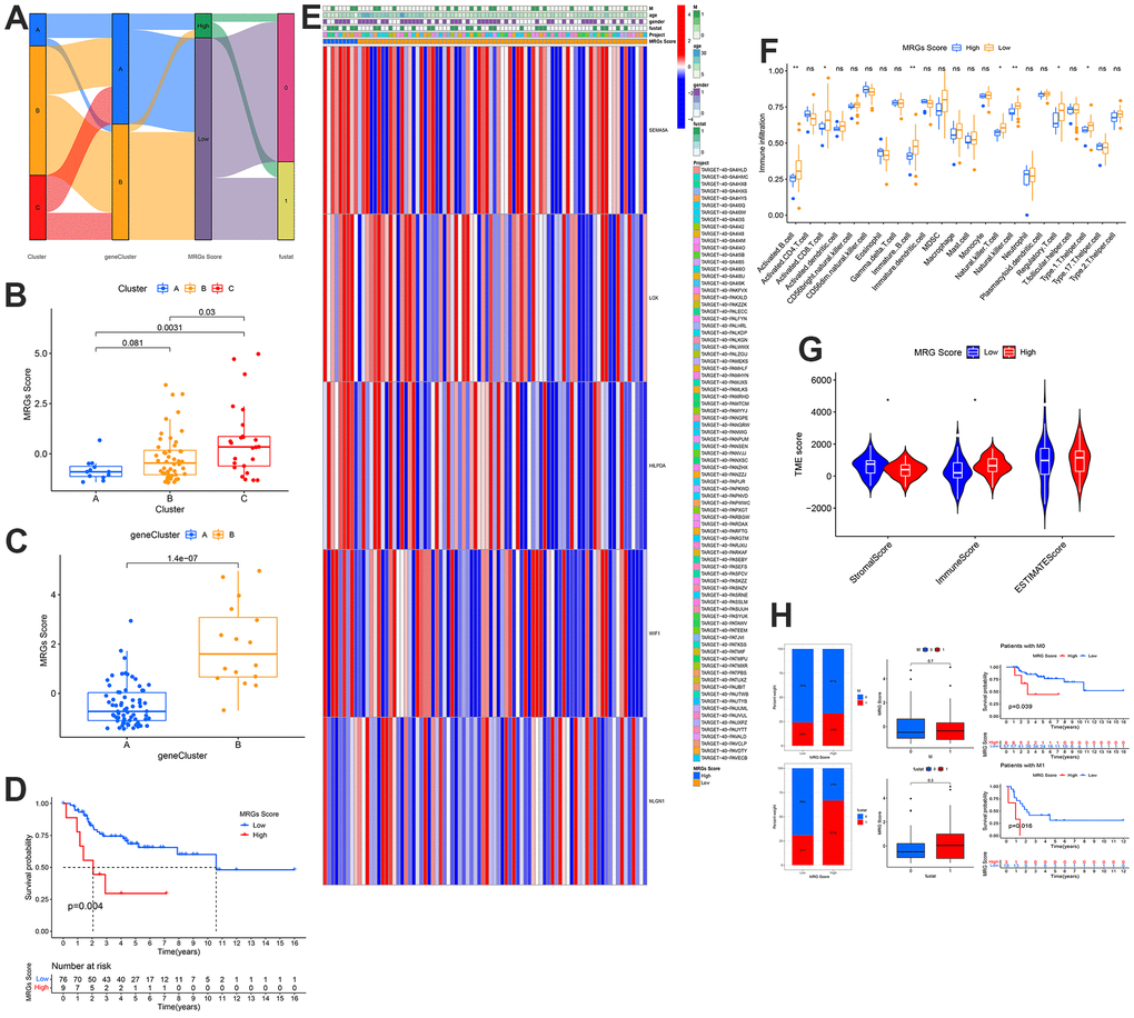 Development and validation of the metastasis scoring system and distinct TME characteristics for OS. (A) Sankey Diagram of metastasis clusters, gene clusters, metastasis score, and clinical outcomes. Differences in metastasis score between (B) the three metastasis subtypes and (C) the two gene clusters. (D) Kaplan-Meier analysis of the OS between the two metastasis score groups. (E) Heatmap depicted the correlation between the metastasis score and different clinicopathological characteristics group. (F) Boxplots showed abundance of 23 infiltrating immune cell types. (G) Correlations between risk score and both immune and stromal scores. (H) Differences in metastasis scores between distinct survival status and the proportion of survival status of patients.