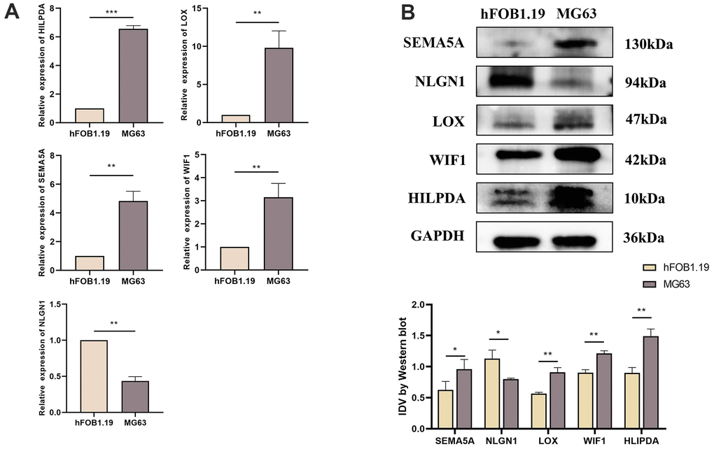 Expression difference of HILPDA, LOX, SEMA5A, WIF1, NLGN1 in hFOB1.19 cells and MG63 cells. (A) Compared with hFOB1.19 cells, the mRNA levels of HILPDA, LOX, SEMA5A and WIF1 in MG63 cells increased significantly, while NLGN1 showed the opposite. (B) Compared with hFOB1.19 cells, the protein levels of HILPDA, LOX, SEMA5A and WIF1 in MG63 cells increased significantly, while NLGN1 showed the opposite.(p 