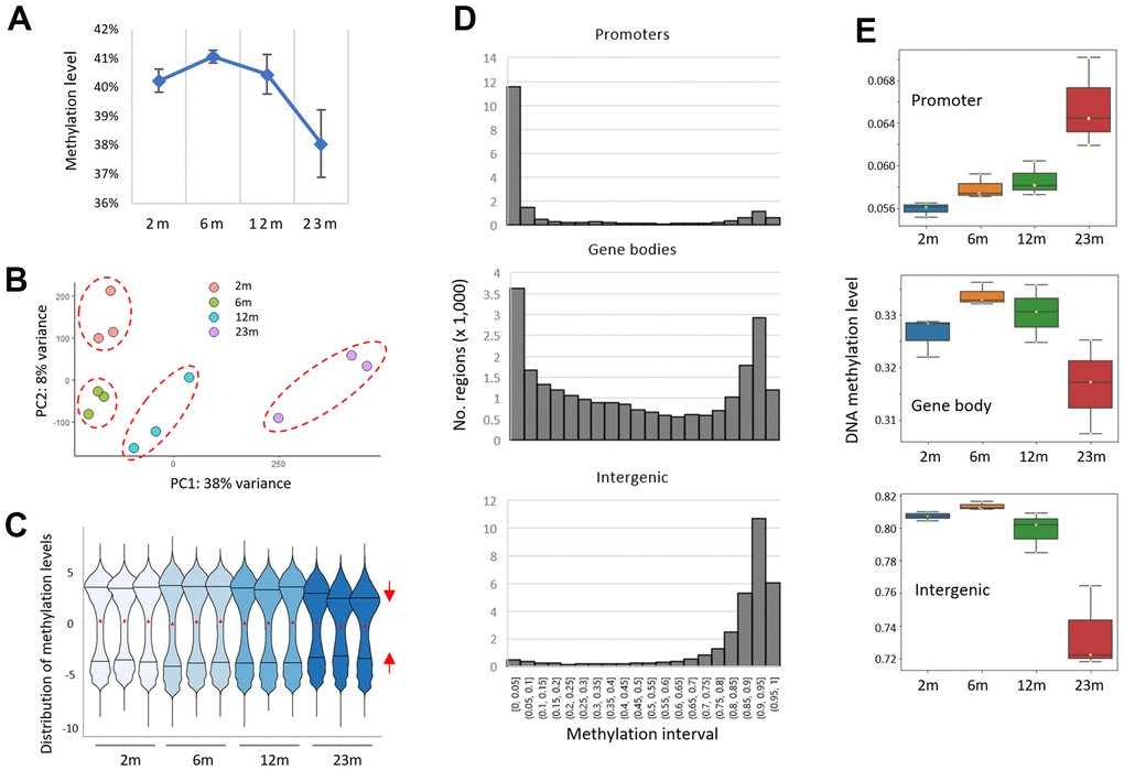 A bidirectional pattern of DNA methylation drift in the splenic DNA of aged mice. (A) A global decline in CpG methylation level (β-value). RRBS data were obtained from splenic DNA of two-, six-, 12-, and 23-month-old mice (2m, 6m, 12m, and 23m, respectively; n =3 for each). (B) Principal component analysis (PCA). A dashed circle group samples of the same age together. (C) Distribution of methylation levels (M-value). Red triangles represent the mean methylation levels and the two horizontal lines in the violin plots indicate 25% (lower, Q1) and 75% (upper, Q3) quartile lines. The red triangles reflect the mean methylation levels, whereas the two horizontal lines in the violin plots represent the 25th (Q1) and 75th (Q3) quartiles. The red arrows depict the contraction of the 25% and 75% quartile lines within the 23m age group. (D) Histograms showing the distribution of pre-defined regions across successive intervals of methylation levels for different genomic structures/functions (promoters, gene bodies, and intergenic regions). (E) Box plots showing the methylation levels across the age groups.