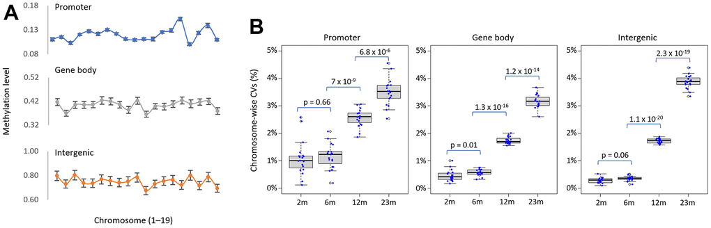 Increase in inter-individual methylation variations in older spleens. (A) Chromosomal variation in methylation levels of genomic categories. The mean methylation level of each genomic category was determined for each chromosome and shown in the line chart. Error bars represent standard deviation. (B) Age-related increase in inter-individual methylation heterogeneity. It shows the distribution of the variance coefficient (CV) of methylation levels across 19 chromosomes (excluding sex chromosomes) for different genomic structures/functions within the same age group. The points on the box plot represent the CV values of each chromosome. The p-values between successive age pairs are shown and were calculated using a paired-sample t-test.