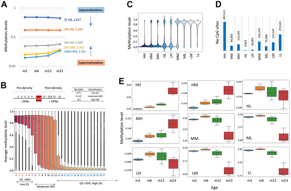 Age-related methylation-change pattern is linked to the CpG density of the region. (A) Different types of methylation change in areas with varying CpG densities. Promoter regions were divided into five groups based on the CpG density: 5≤CpGB) CpG density-based classification of chromosomal CpG sites as low (L, 0–5 CpGs; Q1 >50% methylation), high (H, >12; Q3 C) Distribution of methylation levels of CpGs in the CpG-density classification groups. Each CpG site is classified as one of the following: HH, HM, HL, MH, MM, ML, LH, LN, or LL. The red dots indicate the average methylations. (D) The number of CpG sites assigned to each classification. (E) Different patterns of age-linked methylation changes at differently classified CpG sites.