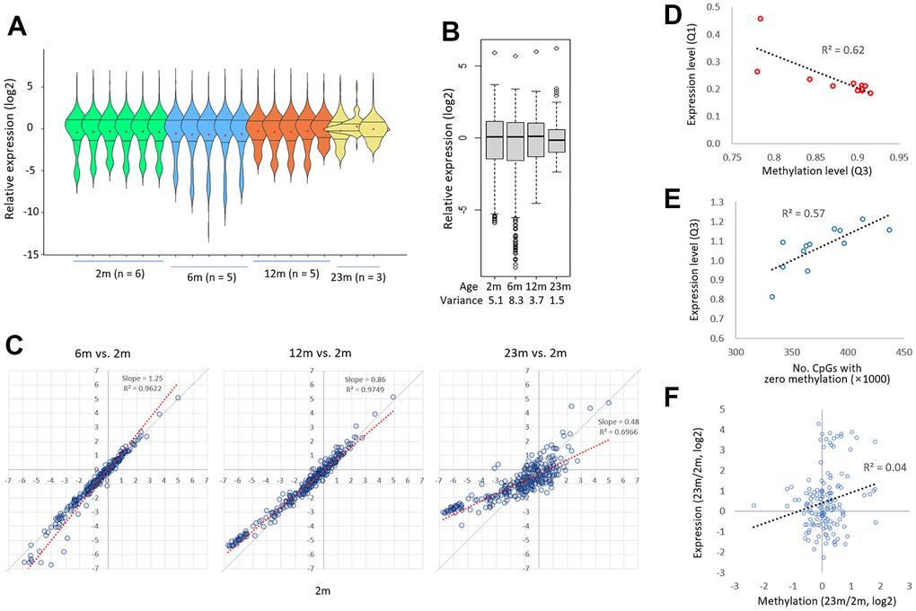 Age-related diminution in the gene-to-gene disparity of transcriptional activity. (A) A comparison of the expression levels of 285 exonic sequences from 175 epi-driver genes in 2m, 6m, 12m, and 23m individual samples. The Q1 and Q3 quartile-level lines along with the mean levels are shown (dots in red). (B) A comparison of expression levels of 285 exonic sequences by age group. Variances are shown below. The expression level was assessed by comparing the PCR amplicon counts of mouse cDNA and rat gDNA (M/R ratio; see text for details). (C) Patterns of transcriptional drift for genes with low and high transcriptional activity. The expression levels of target genes in 2m samples were compared to those in 6m, 12, or 23m samples. The thick black arrows denote the direction of change in expression levels in low-expressing genes (left, ‘hyper-transcription’) and high-expressing genes (right, ‘hypo-transcription’) with age. Grey and blue lines represent the reference and trend lines, respectively. (D) Correlation between methylation loss and gene expression increase. The third quartile (Q3) methylation level, which decreases upon hypomethylation, was plotted against the first quartile (Q1) expression level in the same sample. The regression curve shows a significant negative correlation between these two variables (R2=0.72). (E) Correlation between methylation gain and gene expression decrease. The number of zero methylation sites, which decreases upon hypermethylation, was plotted against the Q3 expression level in the same sample. The regression curve shows a significant positive correlation between these two variables (R2=0.43). (F) No relationship between methylation change and expression change (23m/2m) in the epi-driver genes.
