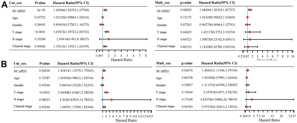 Univariate and multivariate Cox regression of NCAPD2 for OS (A) and DSS (B).