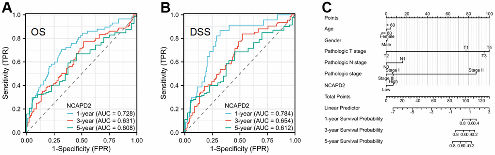 The time ROC curve of 1-, 3-, and 5-year OS and DSS in LIHC patients, and prognostic nomogram. (A) The time ROC curve of 1-, 3-, and 5-year OS in LIHC. (B) The time ROC curve of 1-, 3-, and 5-year DSS in LIHC. (C) The prognostic nomogram of NCAPD2 in LIHC.