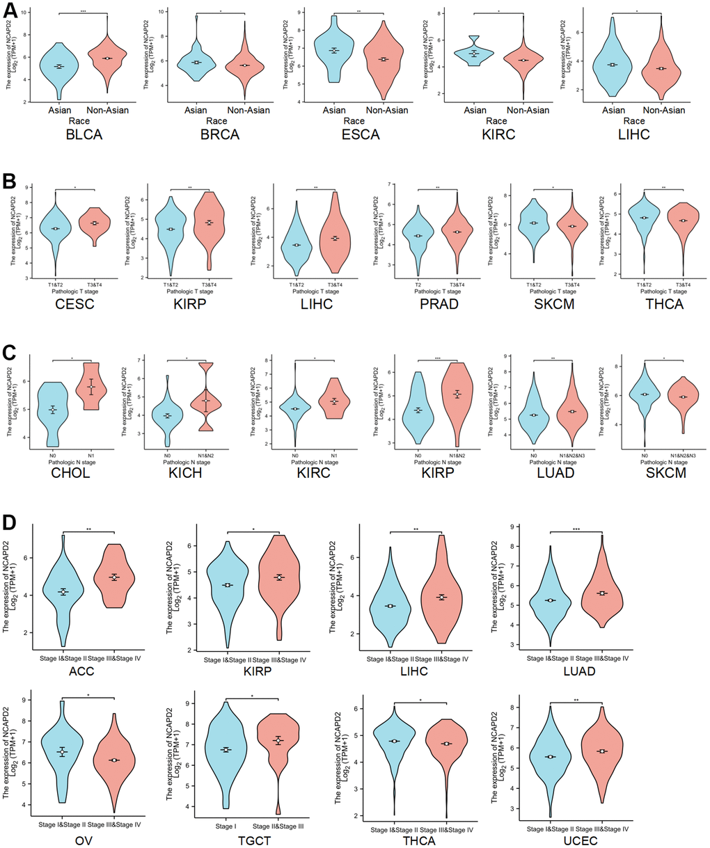 Correlation between NCAPD2 expression and clinical features. (A) The correlation between NCAPD2 expression and race. (B) The correlation between NCAPD2 expression and T stage. (C) The correlation between NCAPD2 expression and N stage. (D) The correlation between NCAPD2 expression and clinical stage. (***P P P 