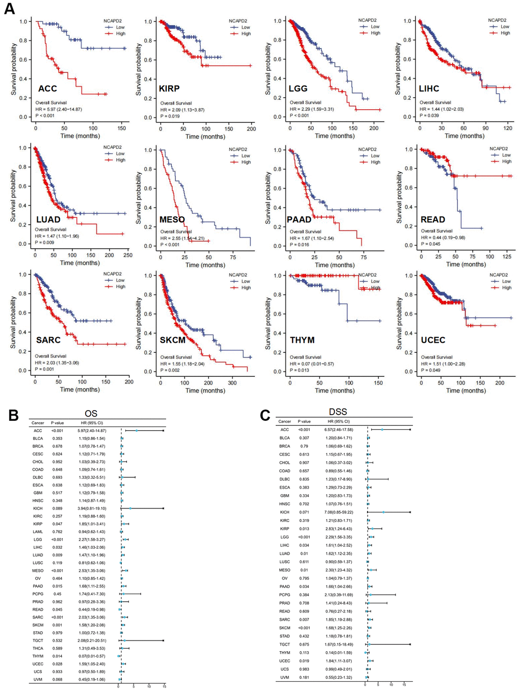 NCAPD2 prognosis in 33 cancers was analyzed using Kaplan-Meier survival and univariate Cox analysis. (A) Kaplan-Meier survival curve of NCAPD2 in high- and low-expression groups for OS in ACC, KIRP, LGG, LIHC, LUAD, MESO, PAAD, READ, SARC, SKCM, THYM, UCEC, and UVM. Univariate Cox regression analysis comparing NCAPD2 expression and (B) overall survival, and (C) disease-specific survival in 33 cancers.
