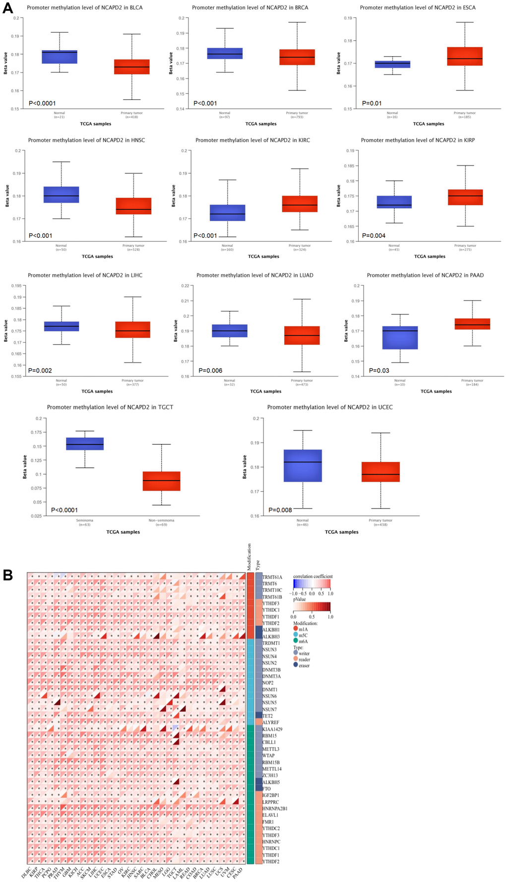 The correlation between NCAPD2 expression and methylation. (A) The promoter methylation level of NCAPD2 in some cancers. (B) The correlation between NCAPD2 and RNA methylation regulators. (***P P P 