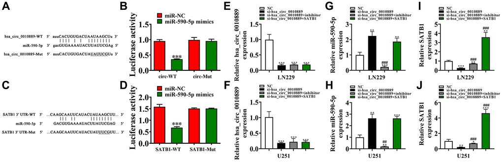 Both miR-590-5p and SATB1 were the downstream targets for hsa