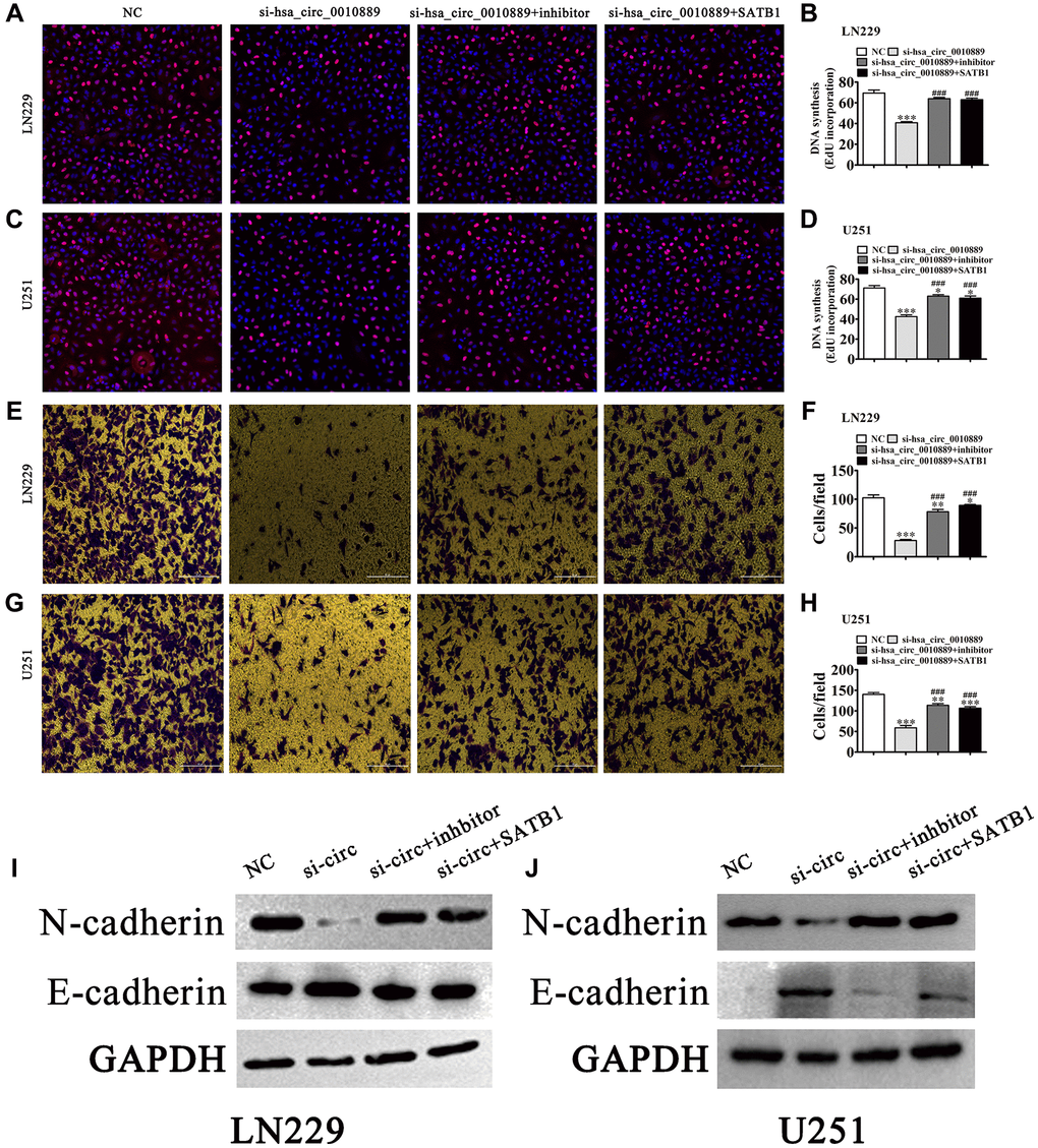 Overexpression of SATB1 or inhibition of miR-590-5p reversed glioma cell proliferation and migration after silencing hsa
