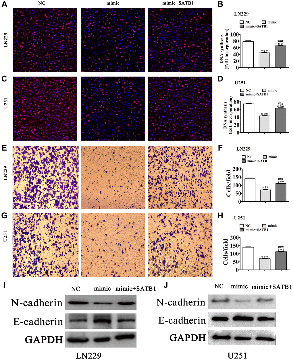 Overexpression of SATB1 reversed glioma cell proliferation and migration after overexpression of miR-590-5p. (A–D) EdU detection showing the proliferative ability of LN229 and U251 cells. The data are expressed as the mean ± SD. **P ***P ###P E–H) Transwell detection showing invasion and migration of LN229 and U251 cells. The data are expressed as the mean ± SD. ***P ###P I, J) Western blot results showing the expression of E-cadherin and N-cadherin.