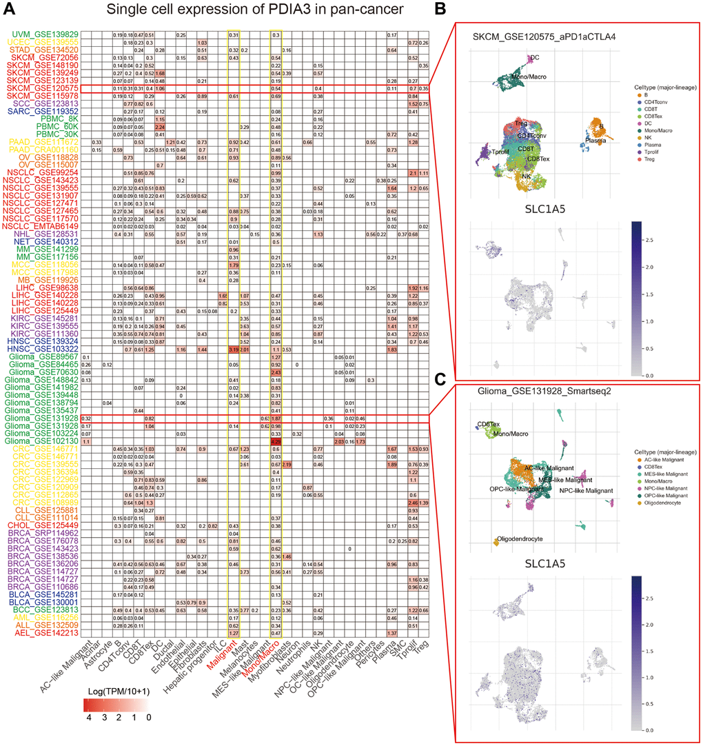 Correlation of SLC1A5 with single-cell classes in the pancancer microenvironment. (A) Heatmap showing the expression levels of SLC1A5 in 33 single cell types. (B) Scatterplot showing the GSE120575 dataset and the distribution of 10 different types of single cells. (C) Scatter plot showing the GSE131928 dataset and the distribution of 10 different types of single cells.