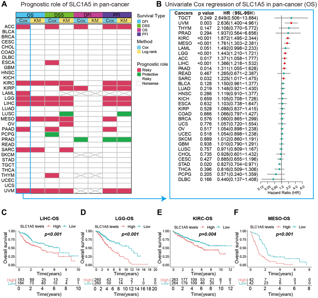 Correlation analysis between SLC1A5 and the prognosis of different cancer patients. (A) The summary of correlation analysis between SLC1A5 and patients’ overall survival (OS), disease-specific survival (DSS), disease-free interval (DFI) and progression-free interval (PFI) was analyzed by univariate Cox regression and Kaplan‒Meier. Red indicates that SLC1A5 is a risk factor for this type of cancer, and green indicates a protective factor. Only p values B) Forest plot of the relationship between SLC1A5 and the prognosis of cancer patients analyzed by univariate Cox regression. Red markers indicate that SLC1A5 is a risk factor for this cancer type. (C–F) Kaplan‒Meier overall survival curves of SLC1A5 in LIHC (C), LGG (D), KIRC (E) and MESO (F).