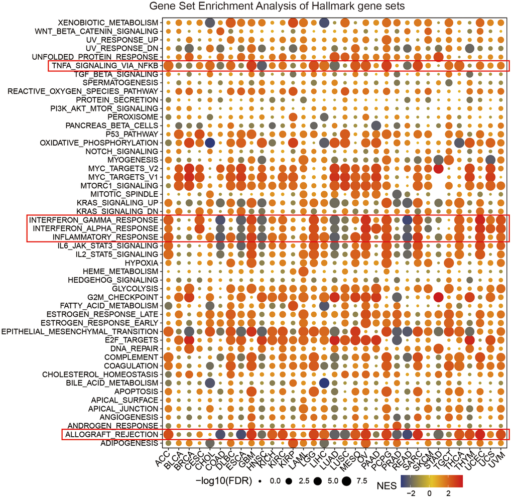 Gene set enrichment analysis (GSEA) of the SLC1A5 gene set across cancers. The size of the circle indicates the FDR value of the enriched element in each cancer, and the color indicates the normalized enrichment score (NES).