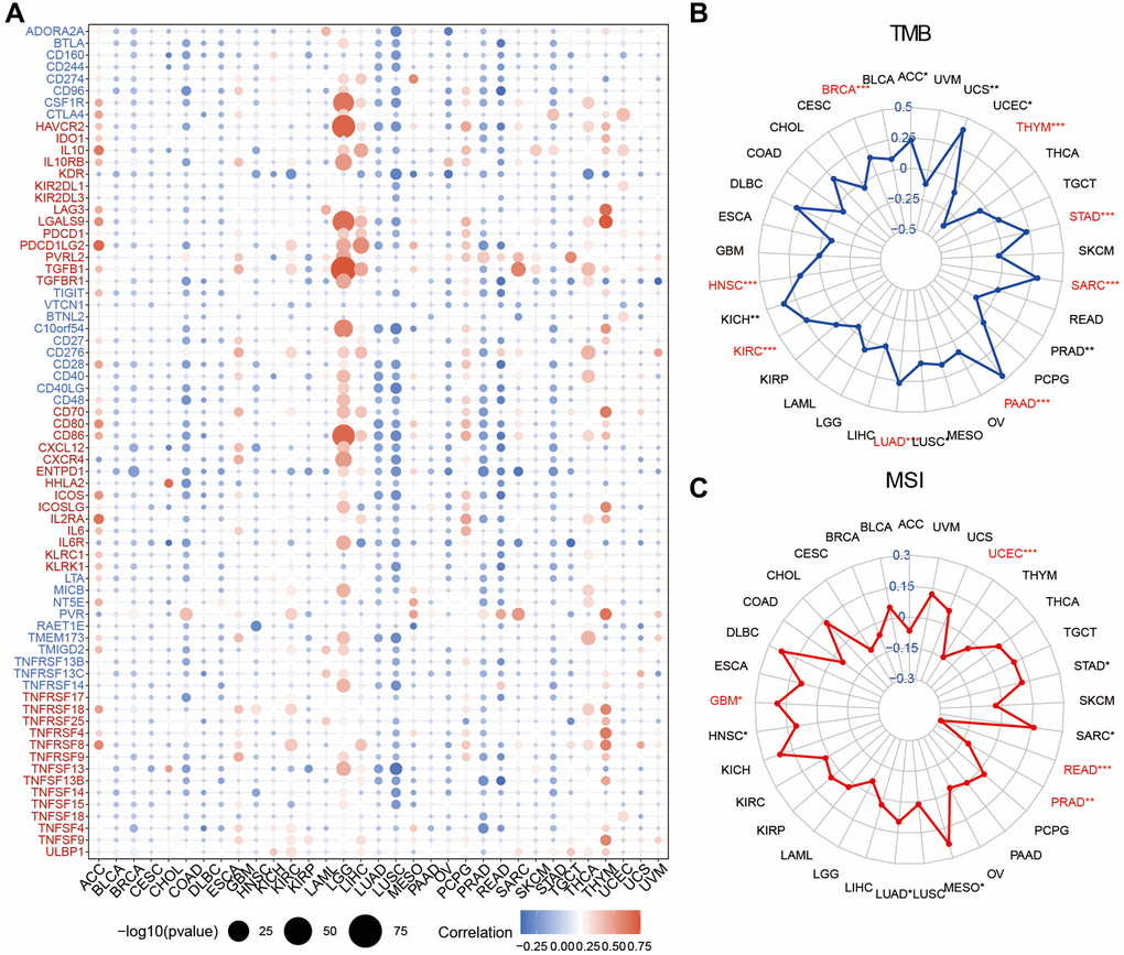 Relationship between SLC1A5 and immunotherapy-independent efficacy predictive biomarkers. (A) The Spearman correlation heatmap shows that the expression level of SLC1A5 is correlated with 46 immunostimulators and 24 immunoinhibitors. Red indicates a positive correlation and blue indicates a negative correlation. (B) The relationship between SLC1A5 expression level and tumor mutation burden (TMB) in cancer patients. (C) The relationship between the SLC1A5 expression level and microsatellite instability (MSI) in cancer patients. The labeled asterisk indicates the statistical p value (*p **p ***p 