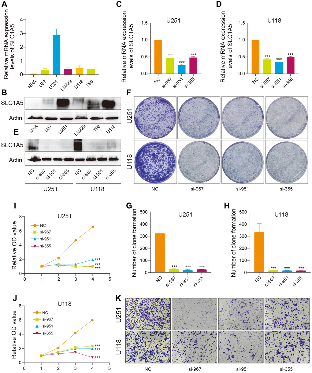 In vitro evidence that SLC1A5 is involved in the proliferation and migration of glioma cells. (A) RNA and (B) protein expression levels of SLC1A5 in astrocytes and glioma cell lines. (C–E) RT‒qPCR and Western blotting verified the knockdown efficiency of SLC1A5 in U251 and U118 cell lines, respectively. (F) Colony formation experiments were performed to analyze the effect of SLC1A5 downregulation on the colony formation ability of U251 and U118 cell lines, and (G, H) statistical analysis was performed. (I, J) Cell proliferation ability was evaluated using the CCK-8 assay, and proliferation curves were plotted. (K) Cell migration ability was determined by transwell migration assay. The labeled asterisk indicates the statistical p value (*p **p ***p 