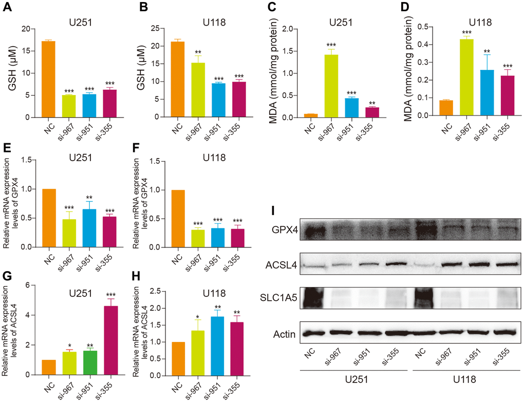 SLC1A5 inhibits ferroptosis in glioma cells. (A, B) The level of GSH was measured in U251 and U118 cells after SLC1A5 knockdown. (C, D) The level of MDA was measured in U251 and U118 cells after SLC1A5 knockdown. (E, F) The RNA expression levels of the ferroptosis gene GPX4 were detected in U251 and U118 cell lines after SLC1A5 knockdown. (G, H) The RNA expression levels of the ferroptosis gene ACSL4 in U251 and U118 cell lines were detected after SLC1A5 knockdown. (I) Western blotting was used to detect the protein expression levels of GPX4 and ACSL4 after SLC1A5 knockdown. The labeled asterisk indicates the statistical p value (*p **p ***p 