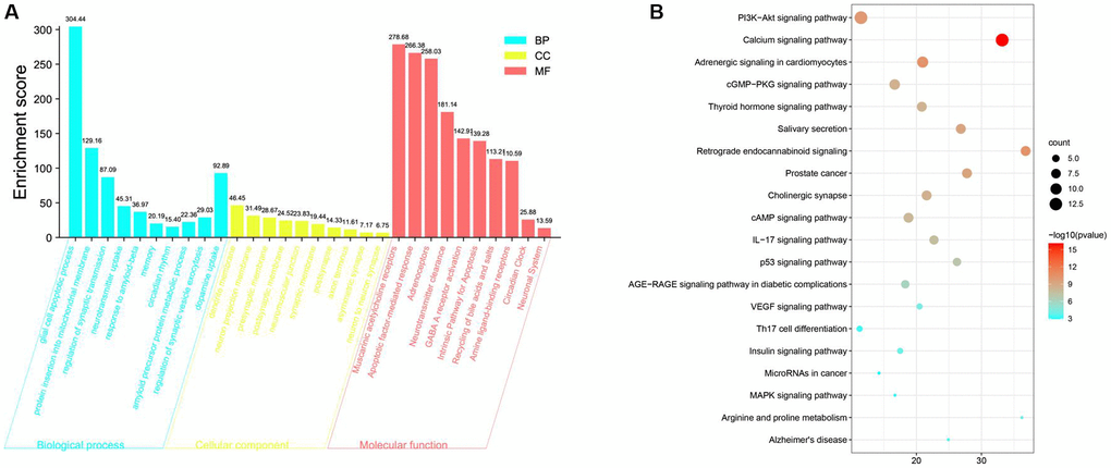 Gene Ontology (GO) and KEGG pathway enrichment analyses of targets of SCPE to treat cognitive impairment (CI). (A) Gene Ontology (GO) enrichment results. (B) KEGG pathway enrichment results.
