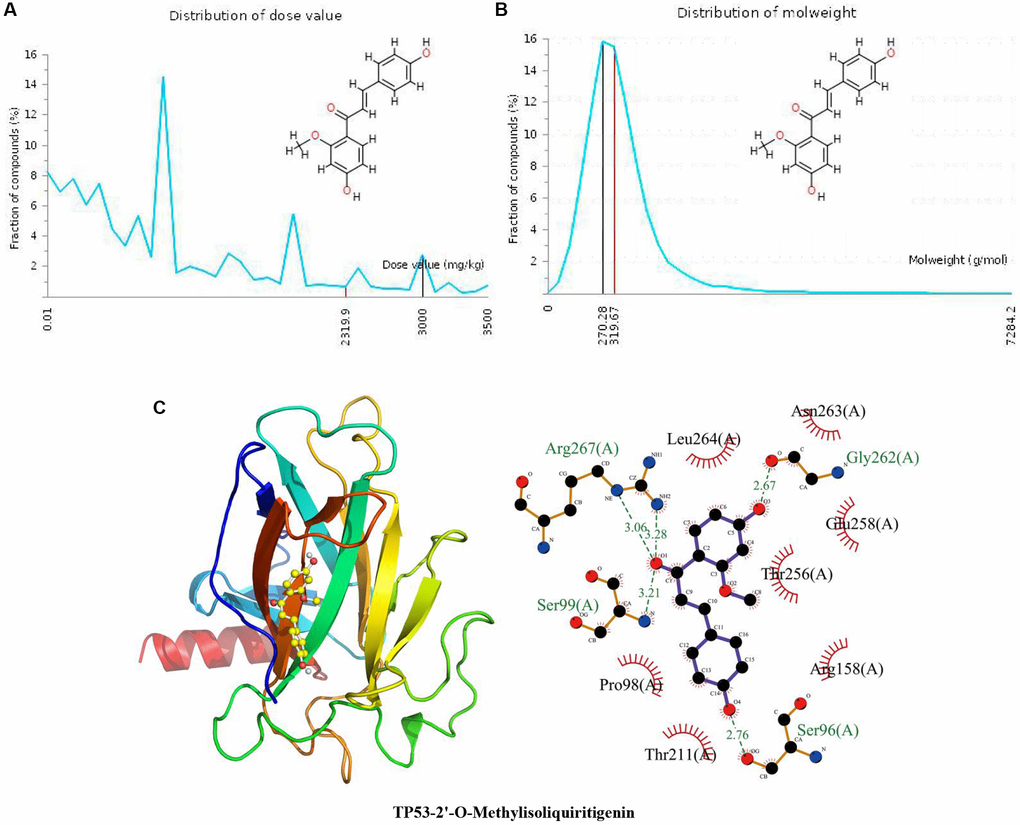 Distribution of the 2’-O-methylisoliquiritigenin dose value and molecular weight and docking with TP53. (A) Distribution of the dose value of 2’-O-methylisoliquiritigenin. (B) Distribution of the molecular weight of 2’-O-methylisoliquiritigenin. (C) Molecular docking of 2’-O-methylisoliquiritigenin with the TP53 protein.