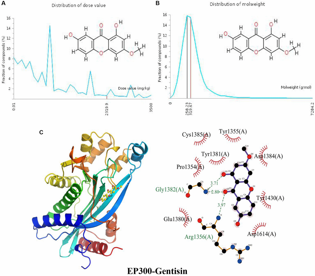 Distribution of the gentisin dose value and molecular weight and docking with EP300. (A) Distribution of the dose value of gentisin. (B) Distribution of the molecular weight of gentisin. (C) Molecular docking of gentisin with the EP300 protein.