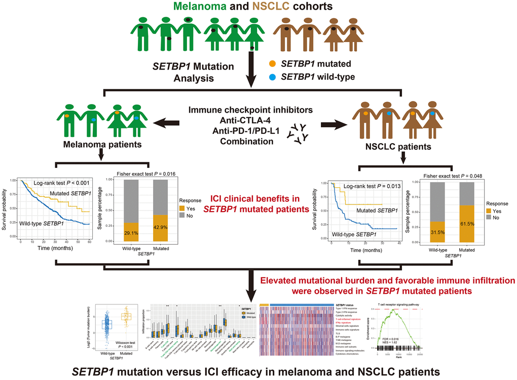 The detailed work process of this study. SETBP1 mutations were determined as a potential biomarker for melanoma and NSCLC clinical ICI treatments.