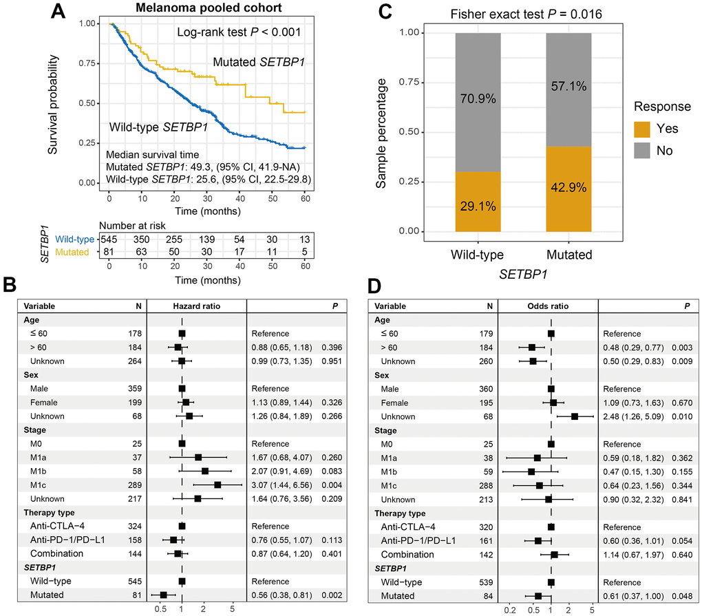 SETBP1 mutations determined the sensitivity to ICI treatments in melanoma. (A) ICI survival differences between SETBP1 mutated and wild-type subgroups. (B) A multivariate Cox regression analysis was performed to verify the connection between SETBP1 mutations and ICI prognosis. (C) ICI response rate differences of SETBP1 two subgroups. (D) A multivariate logistic regression analysis was performed to verify the connection between SETBP1 mutations and ICI response rate.