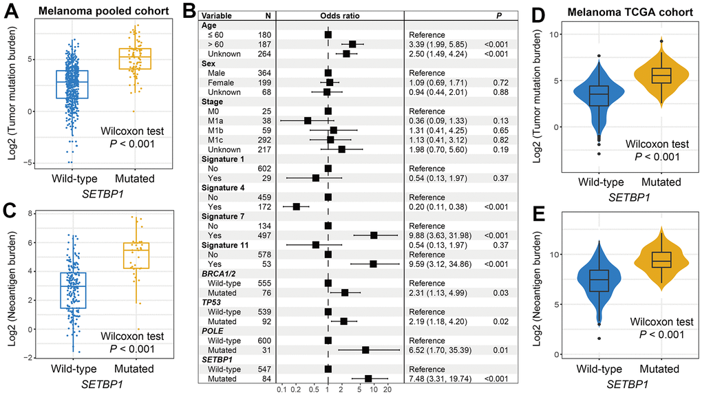 Melanoma mutational burden according to SETBP1 mutational status. (A) TMB level differences between SETBP1 mutated and wild-type subgroups. (B) A multivariate logistic regression analysis was performed to confirm the connection between SETBP1 mutations and TMB. (C) NB level differences of SETBP1 two subgroups. (D) TMB and (E) NB level differences between SETBP1 two subgroups based on the data from the TCGA cohort.