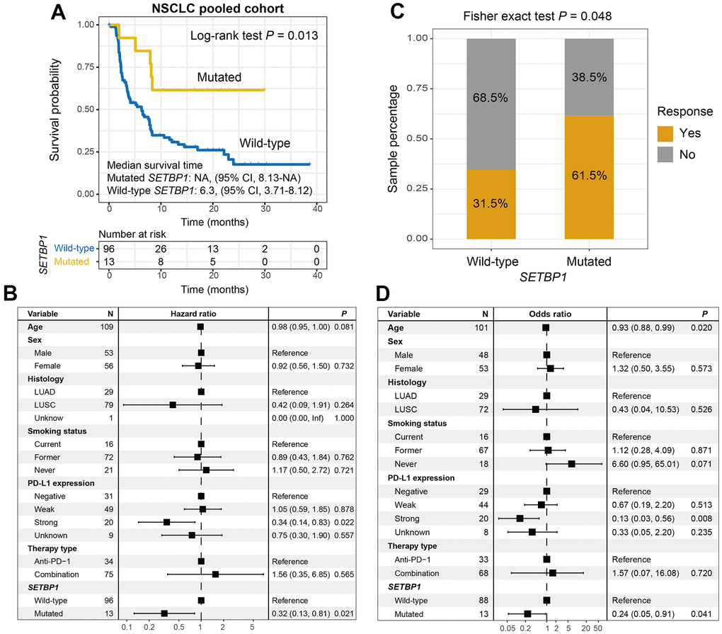 SETBP1 mutations determined the sensitivity to ICI treatments in NSCLC. (A) ICI survival differences between SETBP1 mutated and wild-type subgroups. (B) A multivariate Cox regression analysis was performed to verify the connection between SETBP1 mutations and ICI prognosis. (C) ICI response rate differences of SETBP1 two subgroups. (D) A multivariate logistic regression analysis was performed to verify the connection between SETBP1 mutations and ICI response rate.