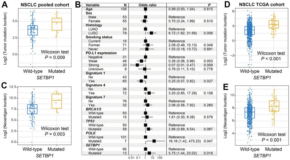 NSCLC mutational burden according to SETBP1 mutational status. (A) TMB level differences between SETBP1 mutated and wild-type subgroups. (B) A multivariate logistic regression analysis was performed to confirmed the connection between SETBP1 mutations and TMB. (C) NB level differences of SETBP1 two subgroups. (D) TMB and (E) NB level differences between SETBP1 two subgroups based on the data from the TCGA cohort.