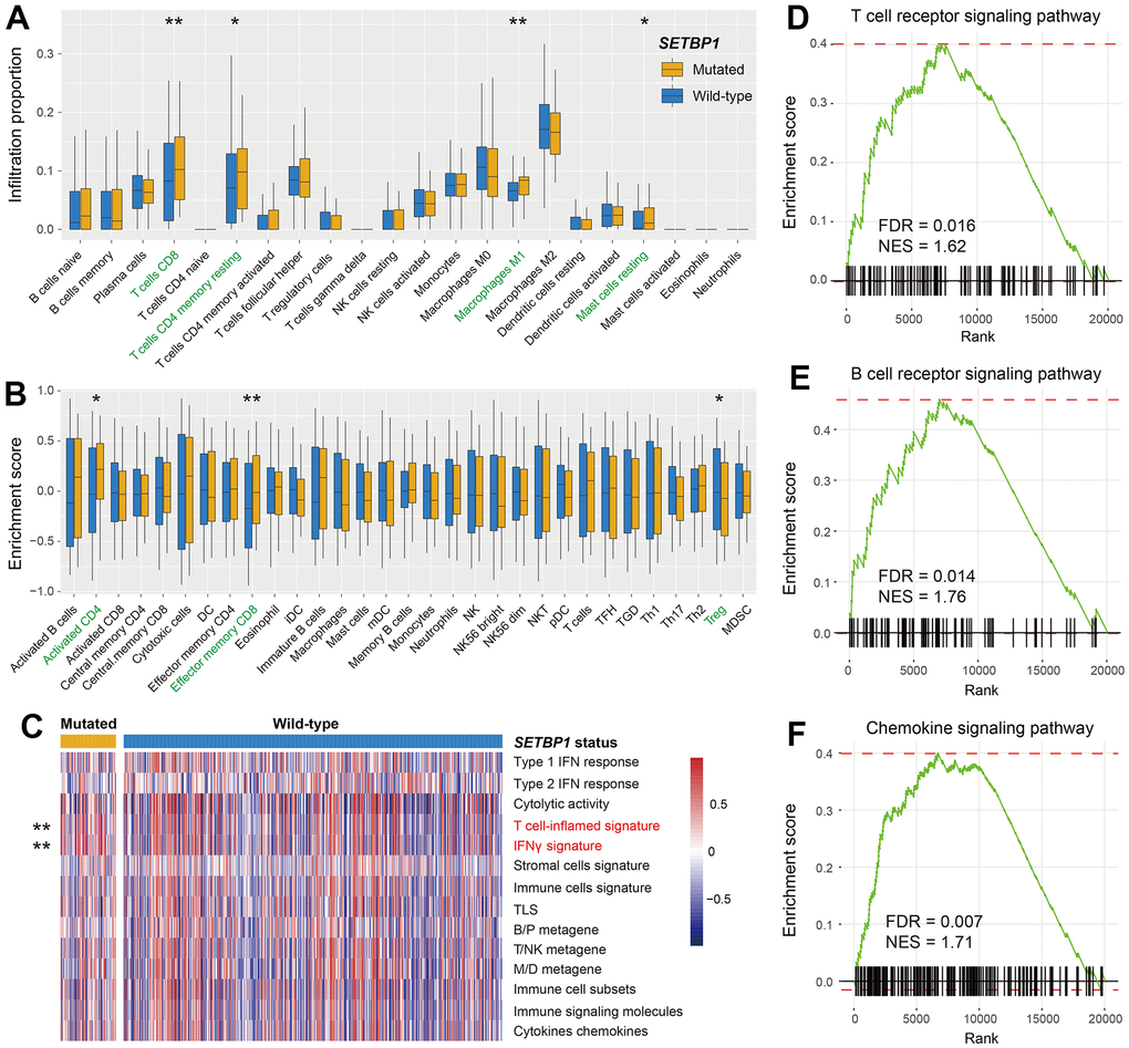 Immunological implications behind SETBP1 mutations in melanoma. (A) CIBERSORT algorithm revealed the 22 lymphocyte infiltration differences between SETBP1 mutated and wild-type subgroups. (B) Angelova et al. method revealed the 31 lymphocyte infiltration differences between SETBP1 two subgroups. (C) Heatmap illustration of enrichment scores of 14 immune-related molecular signatures according to SETBP1 mutational status. Signaling pathways of (D) T cell receptor signaling pathway, (E) B cell receptor signaling pathway, and (F) chemokine signaling pathway were enriched in SETBP1-MUT melanoma patients. * P P 
