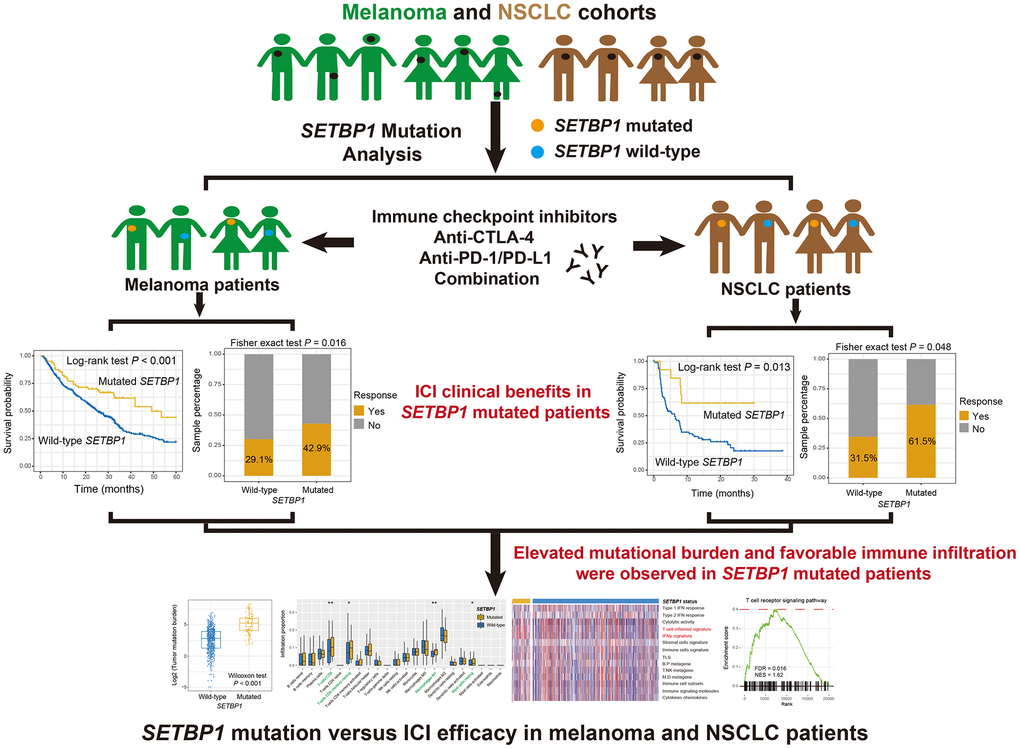 SETBP1 mutation determines sensitivity to immune checkpoint