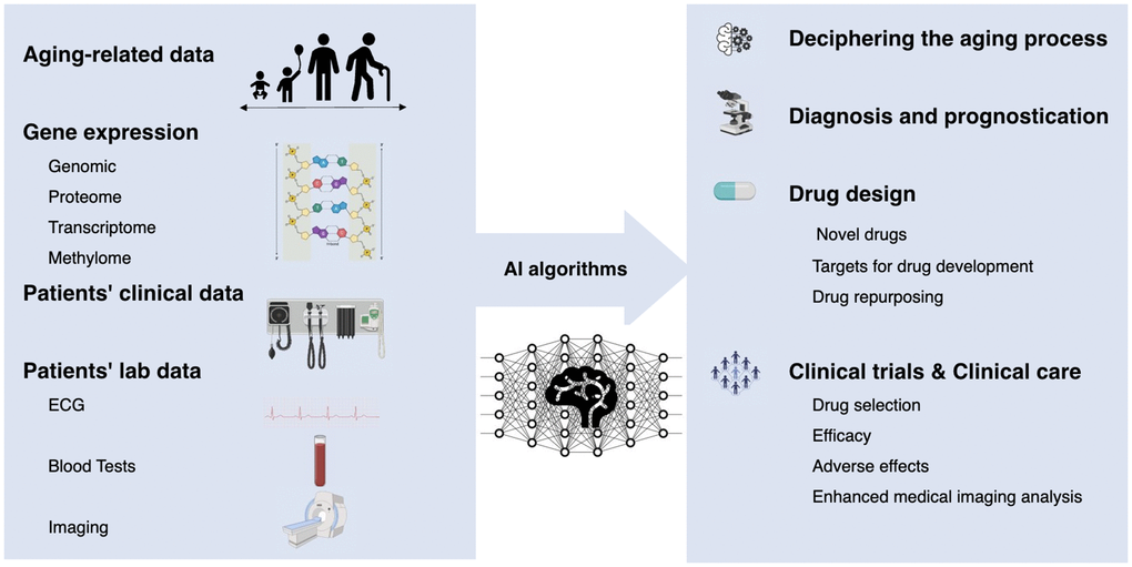 Artificial intelligence for aging research in cancer drug development.