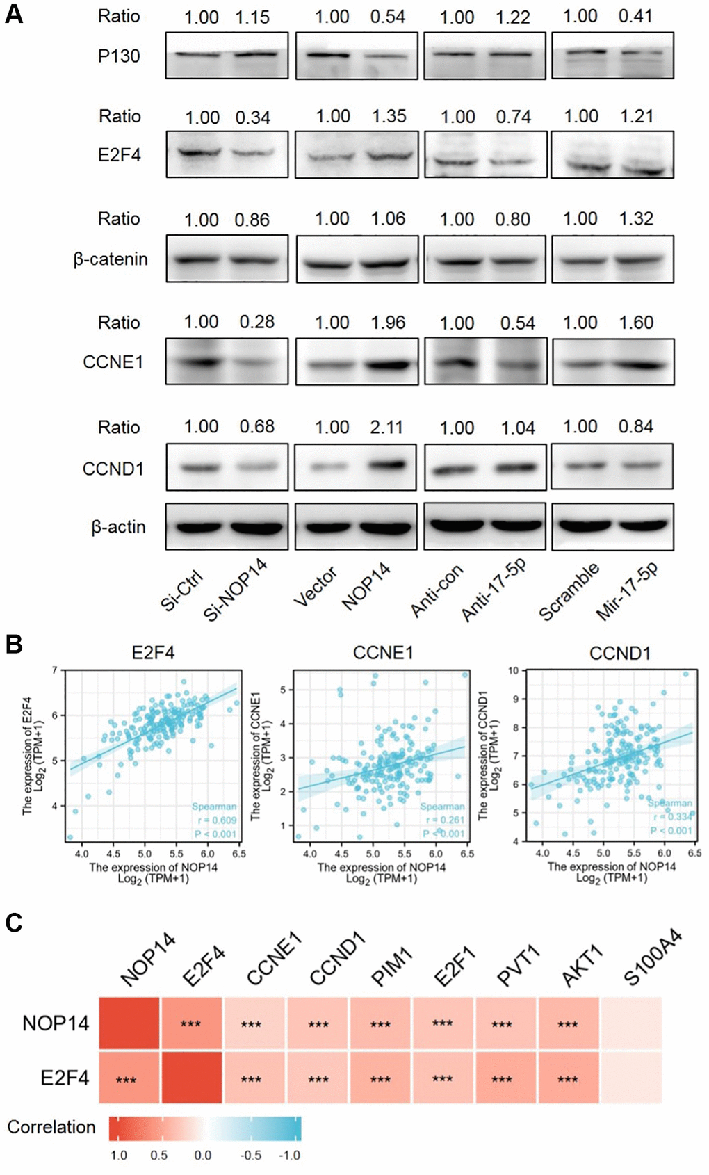 Screening and verification of downstream targeted genes of the NOP14-miR17-5p pathway. (A) Expression level of downstream targeted genes after up- or downregulation of NOP14 or miR17-5p, as determined by Western blot with standardized relative gray ratio. (B) Scatter plots showing significant positive correlation of E2F4, CCNE1, CCND1 with NOP14 in pancreatic cancer tissue from TCGA RNA seq data. (C) Heatmap diagram showing correlation of above targeted genes with NOP14 in pancreatic cancer tissue from TCGA RNA seq data. ***P 