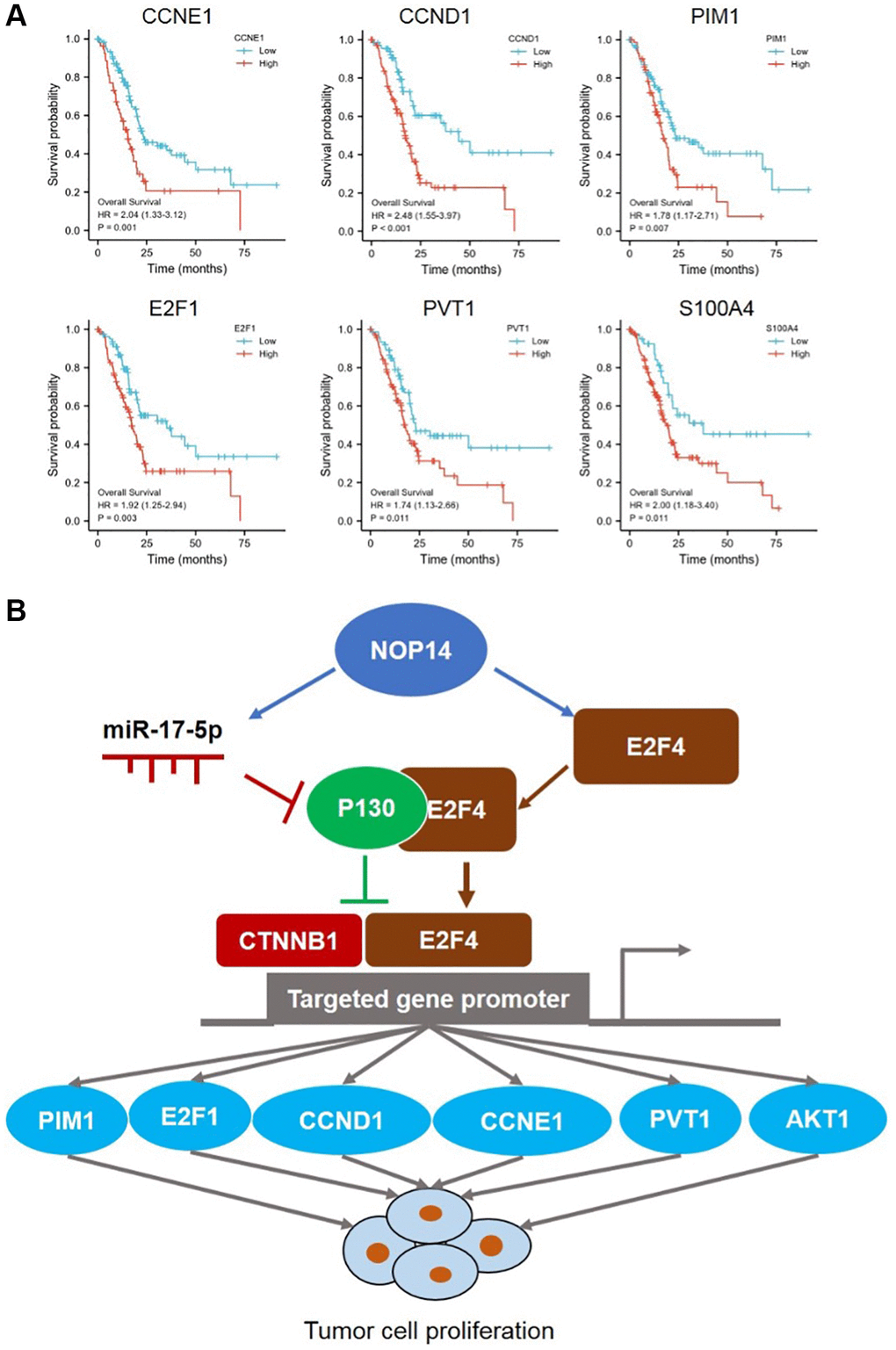Prognostic value of NOP14-miR 17-5p and -E2F4 pathway and their regulatory diagram. (A) Kaplan–Meier survival analysis of NOP14 downstream targeted genes according to their expression in the TCGA pancreatic cancer dataset. The P value was obtained by Cox regression in R (version 3.6.3). (B) Schematic diagram showing the regulation of pancreatic cancer cell proliferation by the NOP14-miR 17-5p and -E2F4 pathway.
