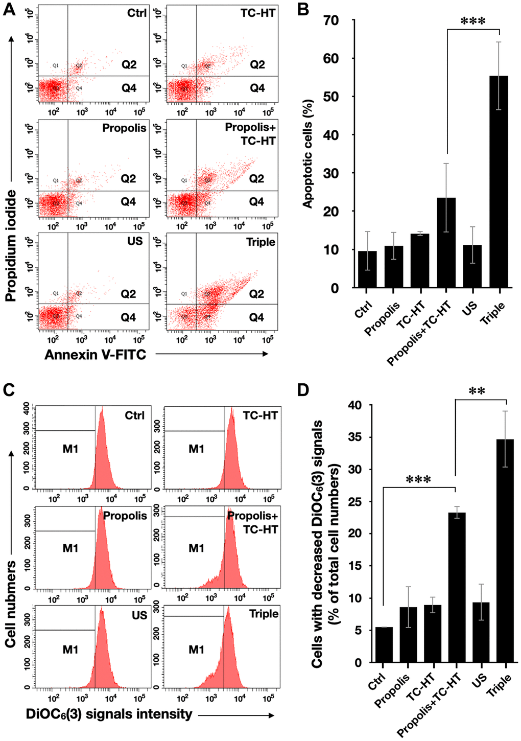 Triple treatment increased apoptosis on PANC-1 cells via mitochondrial dysfunction. (A) Apoptosis after treatment was analyzed via flow cytometry with Annexin V-FITC/PI double staining, and (B) the apoptotic percentage (Q2 + Q4) was calculated. (C) MMP level after treatment was analyzed via flow cytometry with DiOC6(3) staining, and (D) the percentage of cells with the loss of MMP (M1) was calculated. Data were presented as the mean ± standard deviation in triplicate. **P ***P 
