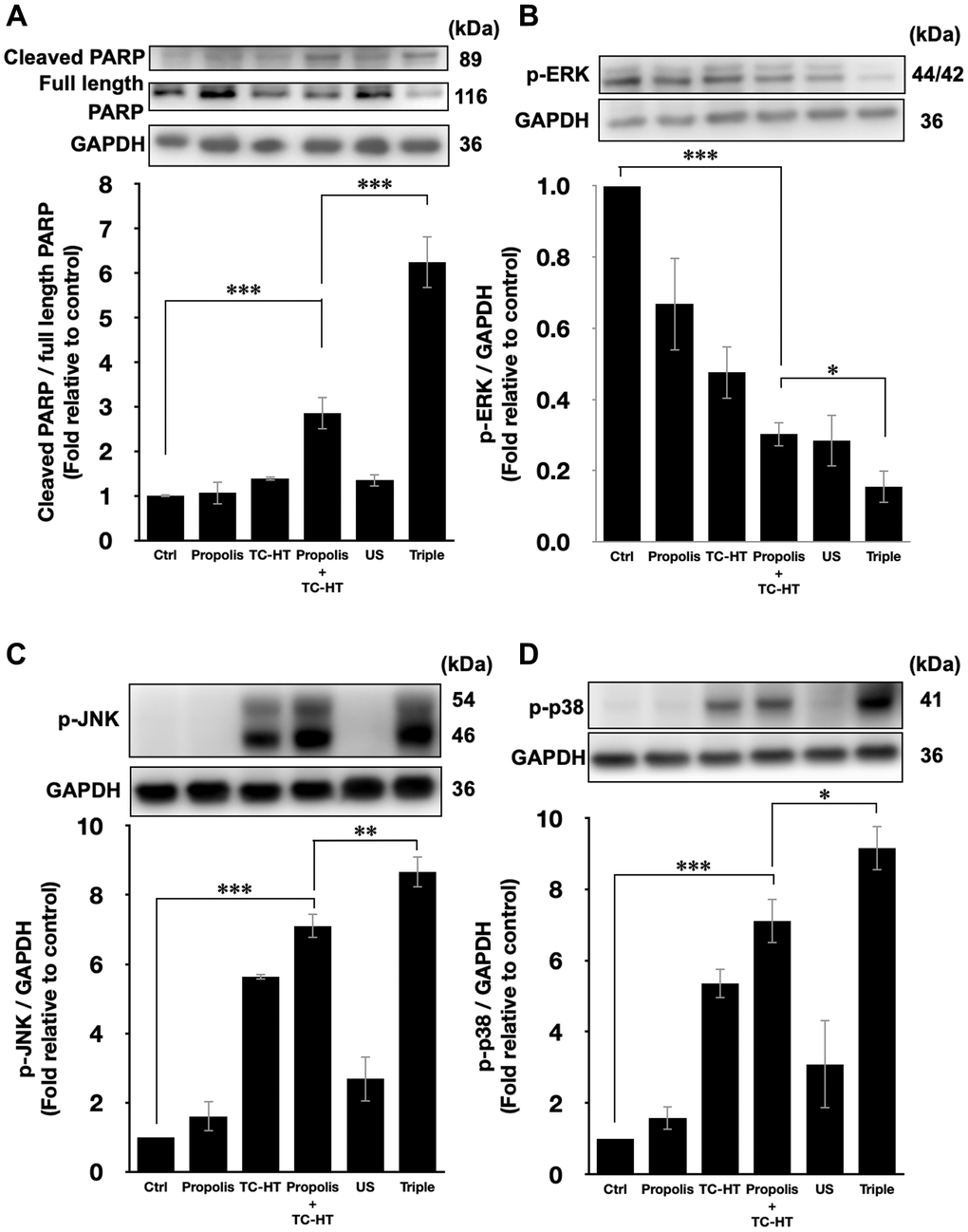 Triple treatment modulated apoptosis via regulating the MAPK family. Representative western blots of the apoptosis-related proteins and the quantification of (A) the PARP cleavage ratio (cleaved PARP/full length PARP), the phosphorylation level of (B) ERK, (C) JNK, and (D) p38. GAPDH was used as loading control. Data were presented as the mean ± standard deviation in triplicate. *P **P ***P 