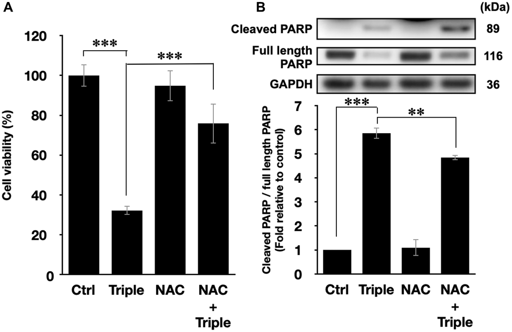 ROS inhibition blocked the cell death and the activation of apoptosis pathways. (A) Cell viabilities of PANC-1 cells and (B) the quantification of PARP cleavage ratio (cleaved PARP/full length PARP) after the triple treatment with or without 1 h NAC pretreatment. GAPDH was used as loading control. Data were presented as the mean ± standard deviation in triplicate. **P ***P 