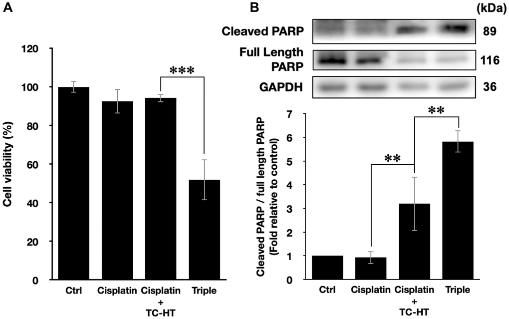 The method of triple treatment promoted the inhibitory effect of the heat sensitive chemotherapy drug cisplatin. (A) Cell viabilities of PANC-1 cells and (B) the quantification of PARP cleavage ratio (cleaved PARP/full length PARP) 24 h after the treatment of cisplatin, cisplatin + TC-HT, and the triple treatment of cisplatin + TC-HT + US. Cisplatin concentrations in all treatments were 1 μM. Data were presented as the mean ± standard deviation in triplicate. **P ***P 
