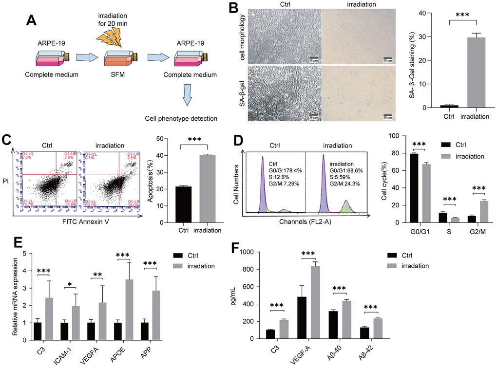 Irradiation induced AMD markers of ARPE-19. ARPE-19 cell lines were treated with a dose of irradiation and the cells were then observed for AMD phenotypes at different time periods. (A) Schematic diagram of the experimental design for AMD cell model. (B) Morphological observation of ARPE-19 cells at 96 h after irradiation. ARPE-19 was stained in 48 h after irradiation to determine the SA-β-gal staining. Irradiation increased the number of positive-stained cell. Results were representative of three separate experiments (100X, measure scar 50um) (C) Irradiation increased cell apoptosis. The apoptosis rate was detected through flow cytometry by using annexin V-FITC/PI double staining. The apoptotic rate was analyzed in 72h after irradiation in terms of the percentage of the lower and upper right quadrants. n = 3, ***P D) Irradiation induced cell cycle arrest at G2/M phase. Flow cytometry was used to detect the cell cycle distribution of irradiation-treated ARPE-19 in 72h after irradiation. n = 3, ***P E) RT-qPCR analysis of ARPE-19 in 96h after irradiation for AMD markers. n = 3, *P F) ELISA testing of culture supernatant from normal ARPE-19 and irradiation-treated ARPE-19 obtained 96h after irradiation. n = 3, ***P
