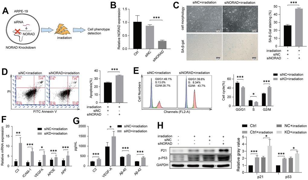 NORAD-knockdown aggravates irradiation-induced AMD markers of ARPE-19. ARPE-19 cell lines were transfected with siRNA of NORAD, after 24h, the cells were treated with irradiation, then observed for AMD phenotypes at different time periods. (A) Schematic diagram of experiment design to test the effect of NORAD on the irradiation-induced AMD model. (B) ARPE-19 were transfected with siNORAD or siNC. NORAD levels were analyzed through RT-qPCR. n = 3, ***P C) ARPE-19 was observed cell morphology and stained to determine SA-β-gal. NORAD knockdown increased the number of positive-stained cells after they were treated with irradiation. Results were representative of three separate experiments. (100X, measure scar 50um) (D) NORAD-knockdown increased irradiation-induced cell apoptosis. The apoptosis rate was detected through flow cytometry by using annexin V-FITC/PI double staining. The apoptotic rate was analyzed in terms of the percentage of the lower and upper right quadrants. n = 3, ***P E) NORAD silencing induced irradiation-treated cell cycle arrest at G2/M phase. Flow cytometry was used to detect the cell cycle distribution of irradiation-treated ARPE-19. n = 3, *P F) NORAD-knockdown increased mRNA expression of AMD markers in irradiation-treated ARPE-19 through qRT-PCR. n = 3, *P G) NORAD knockdown increased AMD markers of culture supernatant from irradiation-treated ARPE-19. n = 3, *PH) NORAD-knockdown increased the p-P53 and P21 expression observed through western blot. The ratio of p-P53 and P21 to GAPDH was analyzed with ImageJ. Values were shown as mean ± SD, n = 3, *P