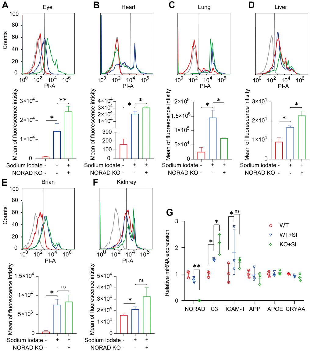 NORAD-knockout aggravates SI-induced mitochondrial ROS and C3 expression level in vivo. Mitochondrial ROS and AMD markers were detected in wild-type mice and NORAD knockout mice treated with sodium iodate. (A–F) Flow cytometry was used to detect the mitochondrial ROS levels in the eyes, heart, lungs, liver, brain, and kidneys of mice on day 8 after SI injection. n=3, *P G) mRNA expression of AMD markers in eyes of the mouse through qRT-PCR. n = 3, *P 