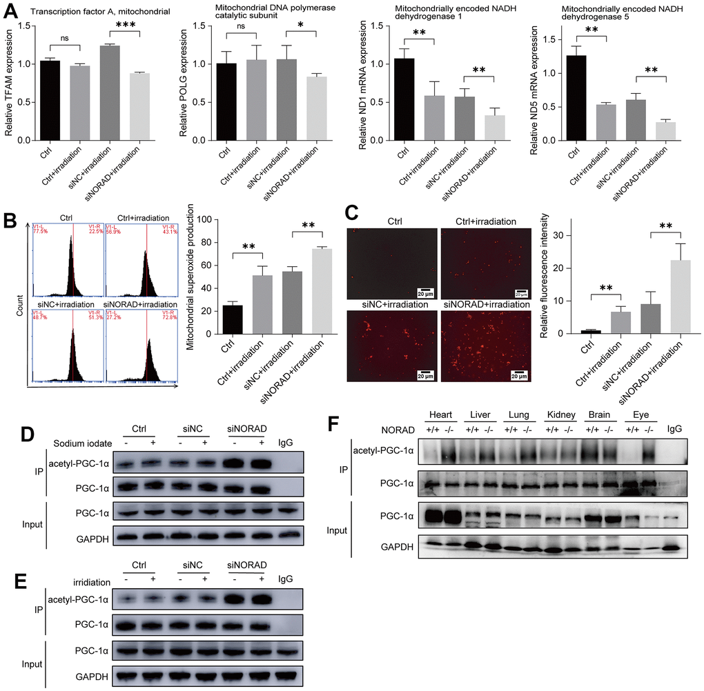 NORAD knockdown increased the PGC-1α acetylation and mitochondrial ROS. ARPE-19 cell lines were transfected with siRNA of siNORAD or siNC, after 96 hours, the cells were observed for mitochondrial damage, mitochondrial ROS, PGC-1α. (A) NORAD knockdown decreased the level of mRNA of mitochondrial transcription factor A (TFAM), mitochondrial DNA polymerase catalytic subunit (POLG), mitochondrially encoded NADH dehydrogenase 1 (ND1), and mitochondrially encoded NADH dehydrogenase 5 (ND5) in irradiation treated ARPE-19. (B) Flow cytometry was used to detect the mitochondrial ROS levels. Irradiation increased the mitochondrial ROS and NORAD knockdown aggravates irradiation-induced the rise of mitochondrial ROS. Data were from three separate experiments and described as mean ± SD. **P C) NORAD knockdown aggravated irradiation-induced ROS production. The ROS levels were observed under an inverted fluorescence microscope. Images were representative of three separate experiments. n = 3, **P D) Immunoprecipitation and western blot analysis of acetyl-PGC-1α levels in ARPE-19 transfected with siNORAD and exposed to sodium iodate. (E) Immunoprecipitation and western blot analysis of acetyl-PGC-1α levels in ARPE-19 transfected with siNORAD and exposed to irradiation. (F) Immunoprecipitation and western blot analysis of acetyl-PGC-1α levels in heart, liver, lung, kidney, brain, and eye of NORAD knockout mouse.