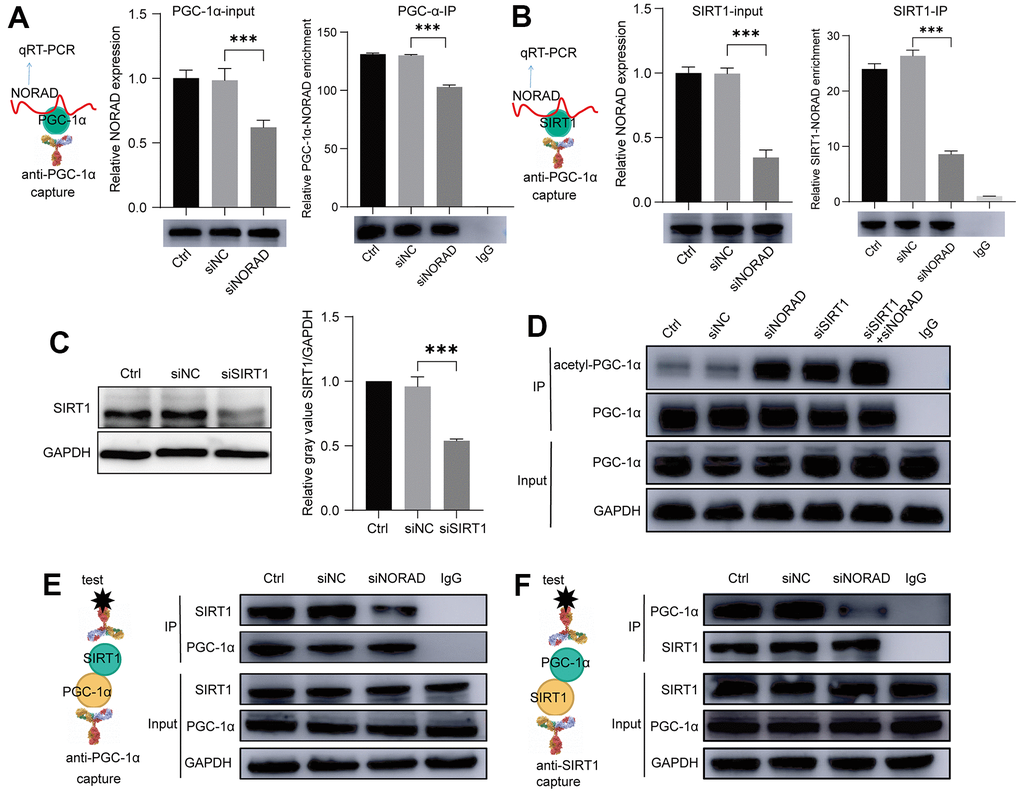 NORAD knockdown increased the binding of PGC-1α and SIRT1. ARPE-19 cell lines were transfected with siNORAD or siNC, after 96 hours, the interaction of NORAD with PGC-1α and SIRT1 was detected. (A) RIP assay confirmed the interaction of NORAD and PGC-1α. All groups of ARPE-9 were incubated with the anti-PGC-1α or anti-IgG antibody, and the precipitated complexes were analyzed with RT-qPCR to investigate the expression of NORAD. n = 3, ***P B) RIP assay confirmed the interaction of NORAD and SIRT1. All groups of ARPE-9 were incubated with the anti-SIRT1 or anti-IgG antibody, and the precipitated complexes were analyzed with RT-qPCR to investigate the expression of NORAD. n = 3, ***P C) ARPE-19 was transfected with siSIRT1 or normal contrast siNC. SIRT1 levels were analyzed through western blot. n = 3, ***P D) Immunoprecipitation and western blot analysis of acetyl-PGC-1α levels in ARPE-19 transfected with siNORAD, siSIRT1, or normal contrast siNC. (E) IP experiment confirmed the interaction of SIRT1 and PGC-1α. All groups of ARPE-9 were incubated with the anti-PGC-1α or anti-IgG antibody, and the precipitated complexes were analyzed with anti-SIRT1 by western blot. n = 3. (F) IP experiment confirmed the interaction of PGC-1α and SIRT1. All groups of ARPE-9 were incubated with the anti-SIRT1 or anti-IgG antibody, and the precipitated complexes were analyzed with anti-PGC-1α by western blot. n = 3.