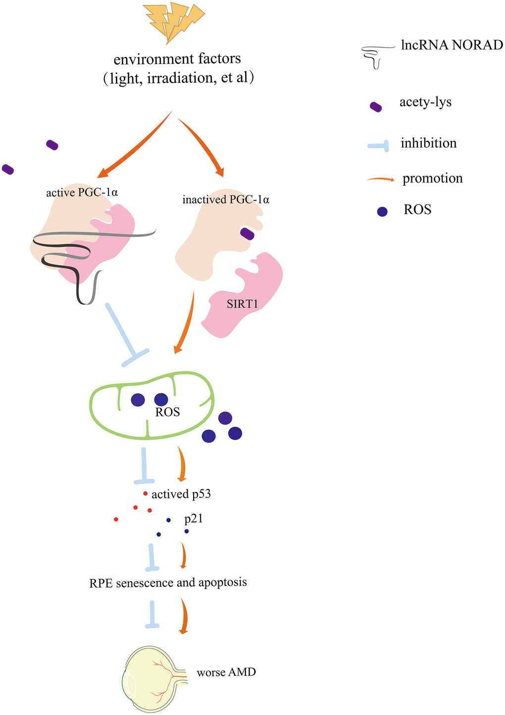 Diagram of mechanism. Environmental damage factors such as light exposure and irradiation could damage the retina and retinal pigment epithelial (RPE). NORAD-knockdown accelerates retinal cell senescence, apoptosis via PGC-1α acetylation, mitochondrial ROS, and the p-P53–P21signaling pathway, which resulting in worsening AMD. NORAD-mediated effect on PGC-1α acetylation might occur through the direct interaction with PGC-1α and SIRT1.