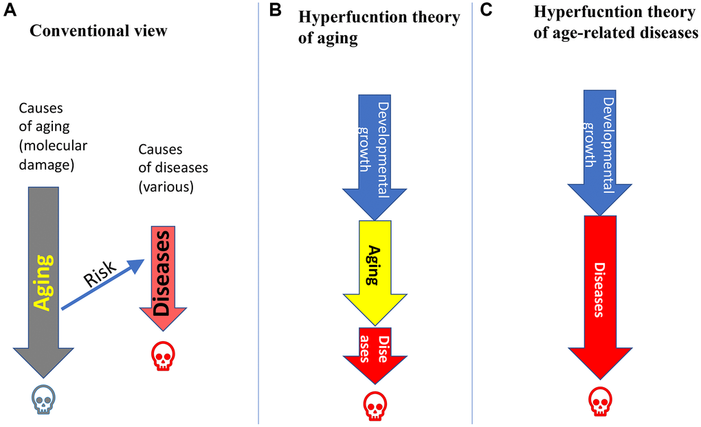 Relations between aging and age-related diseases (ARDs). (A) Aging is caused by accumulation of molecular damage. ARDs are caused by external causes. Aging is a just a risk factor for ARDs. Humans die from aging (grey skull), unless they die earlier from ARDs (red skull). (B) Hyperfunction theory of quasi-programmed aging. Aging is a continuation of developmental growth, driven in part growth-promoting pathways such as mTOR and MAPK. Aging is manifested by ARDs, which kill a person. (C) Hyperfunction theory of quasi-programmed ARDs. ARDs are a continuation of developmental growth, driven in part by growth-promoting pathways such mTOR and MAPK.