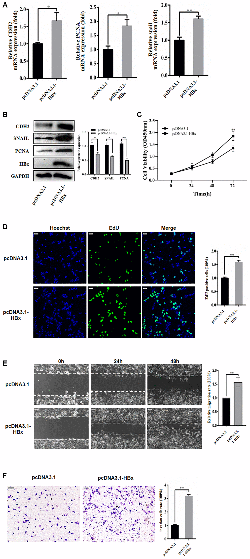 HBx promoted proliferation, migration and invasion of hepatoma cells. (A) HBx overexpression promoted the expression of PCNA, CDH2, and snail by RT-qPCR detection. (B) HBx elevated the expression of proliferative migration markers by western blotting. (C, D) EdU and CCK-8 assays confirmed the effect of HBx overexpression on the proliferation of Huh-7 cells. (E, F) HBx overexpression also promoted migration and invasion by both wound-healing assays and Transwell. The experiments were repeated at least 3 independent times. (C–F) Data was presented as mean ± SD from three independent experiments. *p **p 