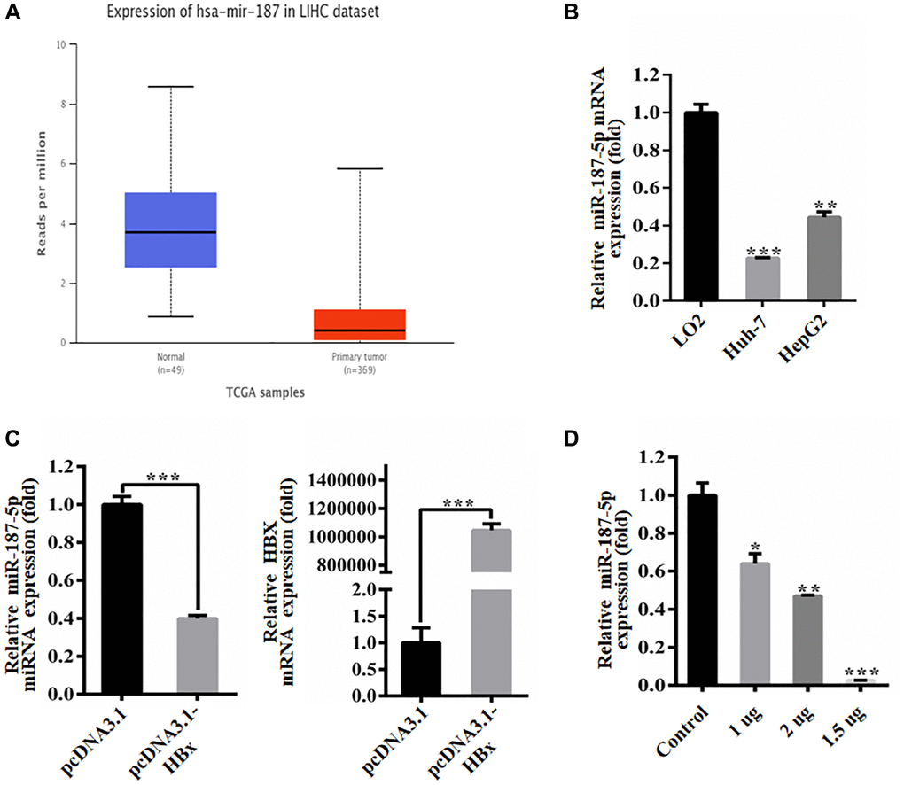 HBx inhibited the expression of miR-187-5p. (A) Decreased expression of miR-187-5p in hepatocellular carcinoma identified by UALCAN database. (B) Decreased expression of miR-187-5p by RT-qPCR detection in Huh-7 and HepG2 cells. (C) HBx overexpression significantly reduced miR-187-5p expression by RT-qPCR. (D) The expression of miR-187-5p decreased with the increase of HBx expression. The experiments were repeated at least 3 independent times. *p **p ***p 