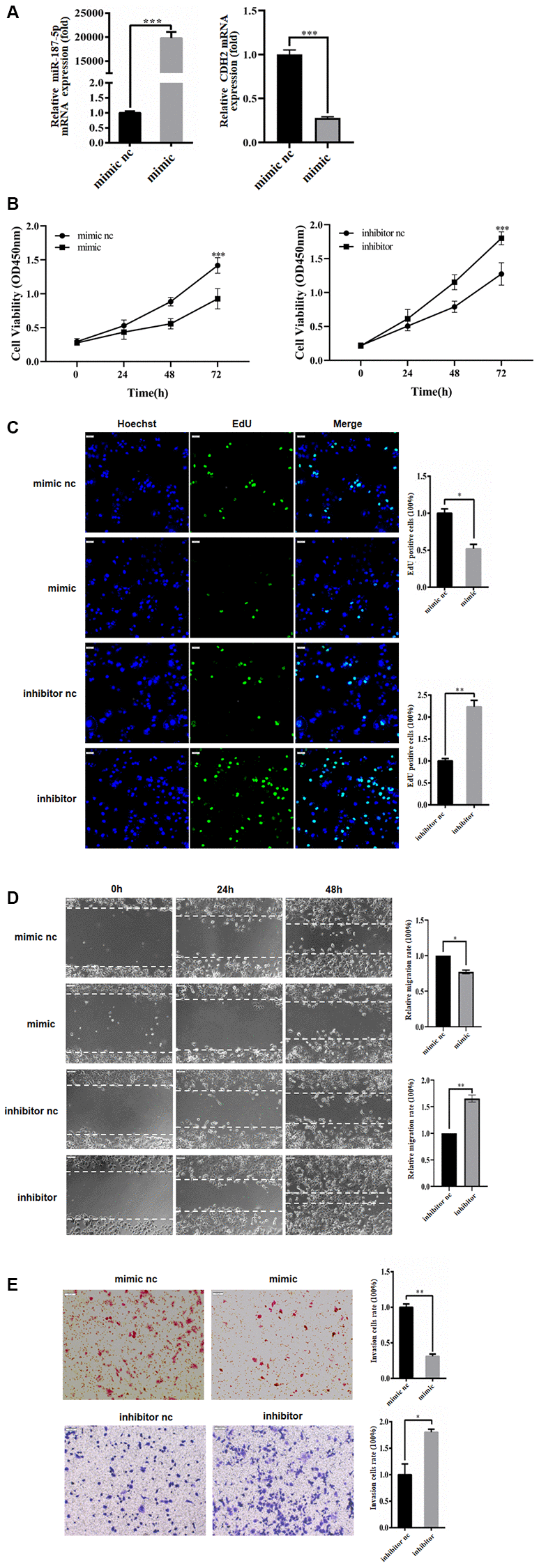 miR-187-5p inhibited proliferation, migration and invasion of hepatoma cells. (A) The transfection efficiency of miR-187-5p mimics and inhibitors was tested by RT-qPCR. (B, C) miR-187-5p mimics inhibited cell proliferation while miR-187-5p promoted cell proliferation by CCK-8 assays and EdU assays. (D, E) The effects of miR-187-5p mimics and inhibitors on migration and invasion of Huh-7 cell by Wound-healing and Transwell assays. The experiments were repeated at least 3 independent times. (B–E) Data was presented as mean ± SD from three independent experiments. *p **p ***p 